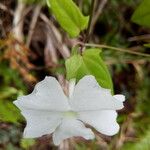 Thunbergia laevis ᱵᱟᱦᱟ