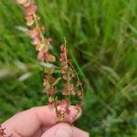 Rumex thyrsoidesLeaf