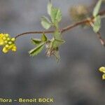 Medicago coronata Other