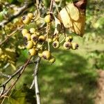 Crataegus phaenopyrum Frutto