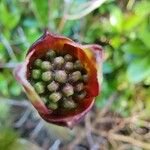 Cornus floridaFlower