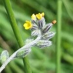 Myosotis balbisiana പുഷ്പം