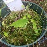 Utricularia livida Feuille