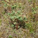 Euphorbia portlandica Habitat