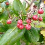 Psorospermum febrifugum Frucht