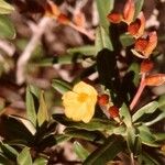 Hibbertia deplancheana Flor