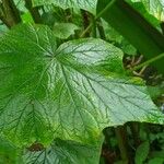 Begonia valida Leaf