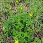 Agrimonia eupatoria आदत