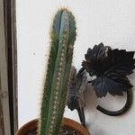 Pilosocereus pachycladus ഇല