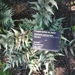 Athyrium niponicum Лист