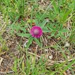 Trifolium alpestre Квітка