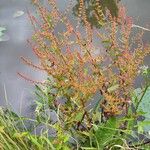 Rumex conglomeratus Habit