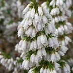 Erica lusitanica Flor