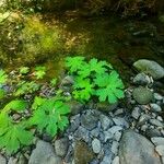 Petasites frigidus Blatt