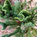 Cryptomeria japonica 葉