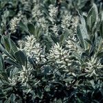 Salix glauca Froito