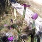 Dianthus pungens Blüte