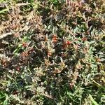 Atriplex semibaccata Fruit