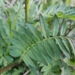 Polemonium caeruleumLeaf