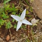 Conostomium quadrangulare Blomma