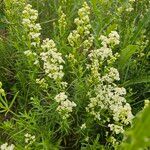 Galium boreale Habit