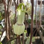 Ceropegia ampliata Blüte