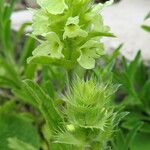 Sideritis hyssopifolia Flower