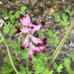 Fumaria muralis Flower