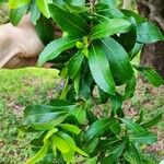 Cordia americana Leaf
