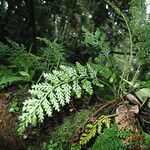 Asplenium theciferum Buveinė