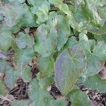Epimedium perralderianum Leaf