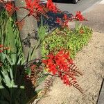 Crocosmia aurea Flor