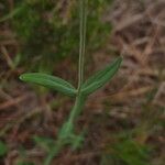Hypericum linariifolium Folla