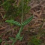 Hypericum linariifolium पत्ता