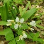 Cardamine heptaphyllaফুল