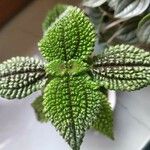 Pilea mollis Hoja