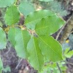 Fraxinus ornus Blatt