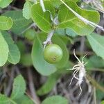 Flacourtia indica Fruit