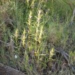 Hygrophila senegalensis Staniste