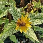 Heliopsis helianthoides Blüte