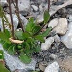 Arabis caerulea Blad