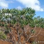 Melaleuca dawsonii Vivejo