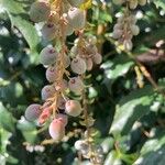 Berberis japonica Fruit