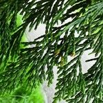 Chamaecyparis lawsoniana Лист