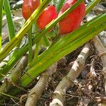 Syngonium auritumFruit