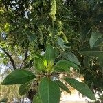 Phytolacca dioica Blad