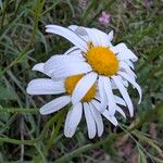 Leucanthemum graminifolium Flor