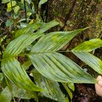 Chamaedorea pinnatifrons Leaf