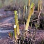 Brocchinia hechtioides 整株植物