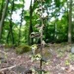 Epipactis purpurata Flower